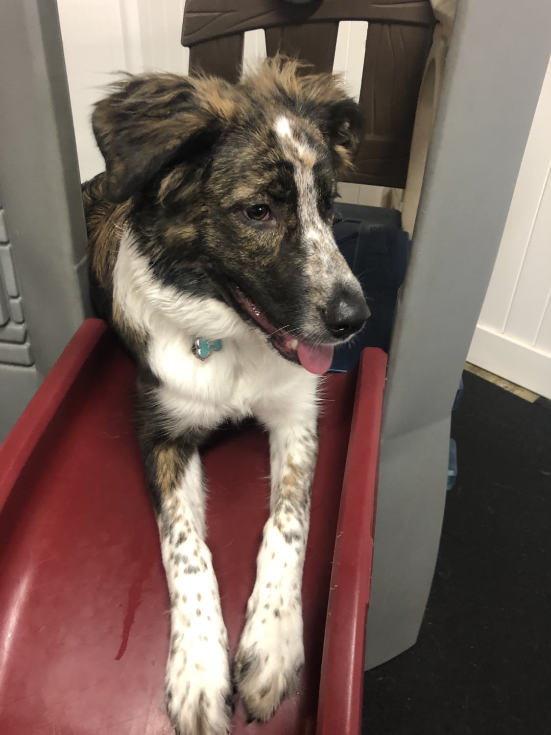 Grooming Simi Valley Pet Resort and Spa