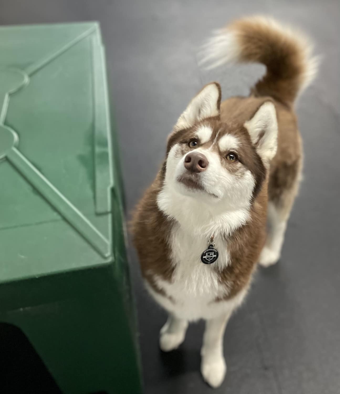 Grooming Simi Valley Pet Resort and Spa