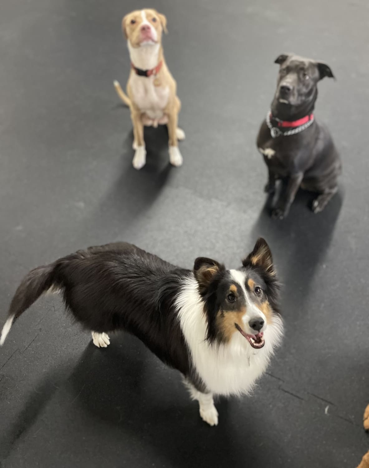 Grooming Simi Valley Pet Resort and Spa