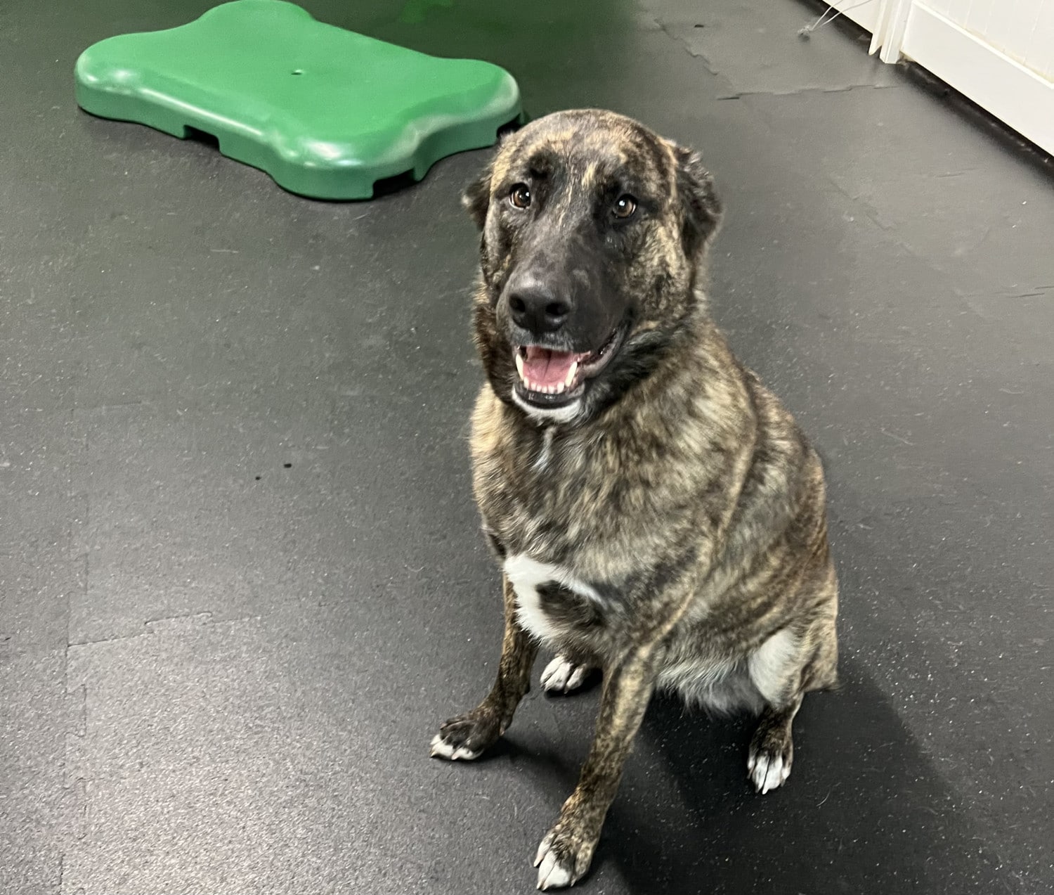 About Simi Valley Pet Resort And Spa about-simi-valley-pet-resort-and-spa