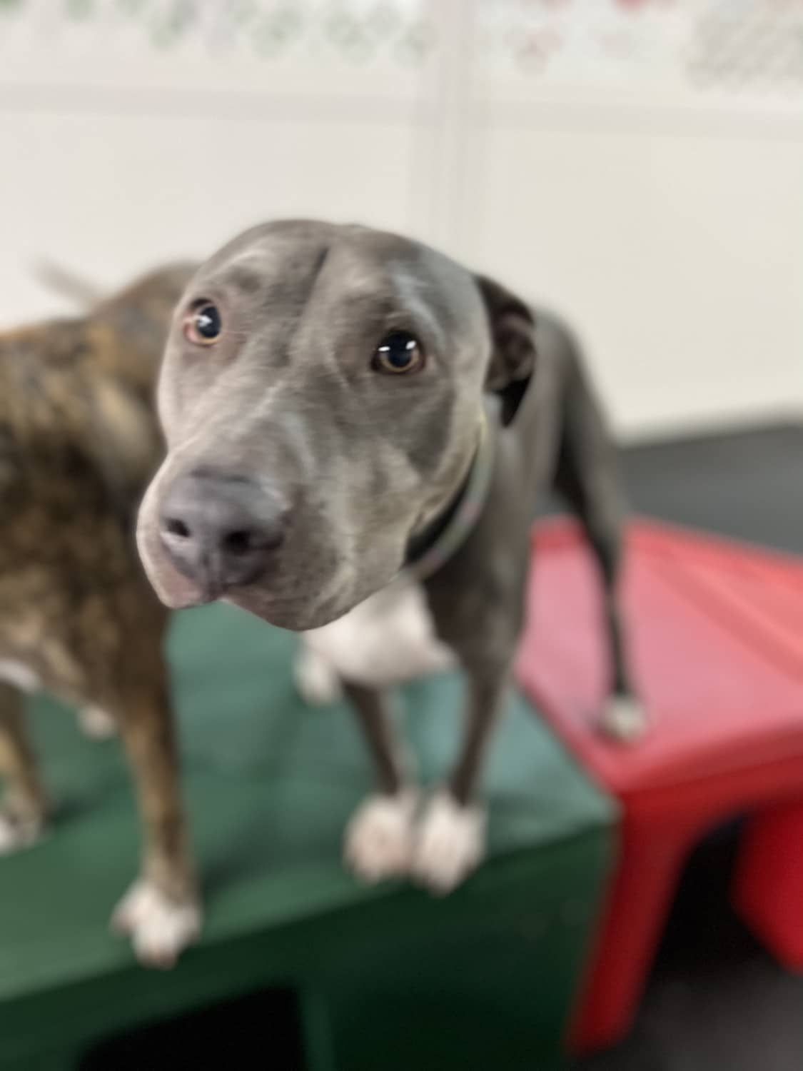 Grooming Simi Valley Pet Resort and Spa