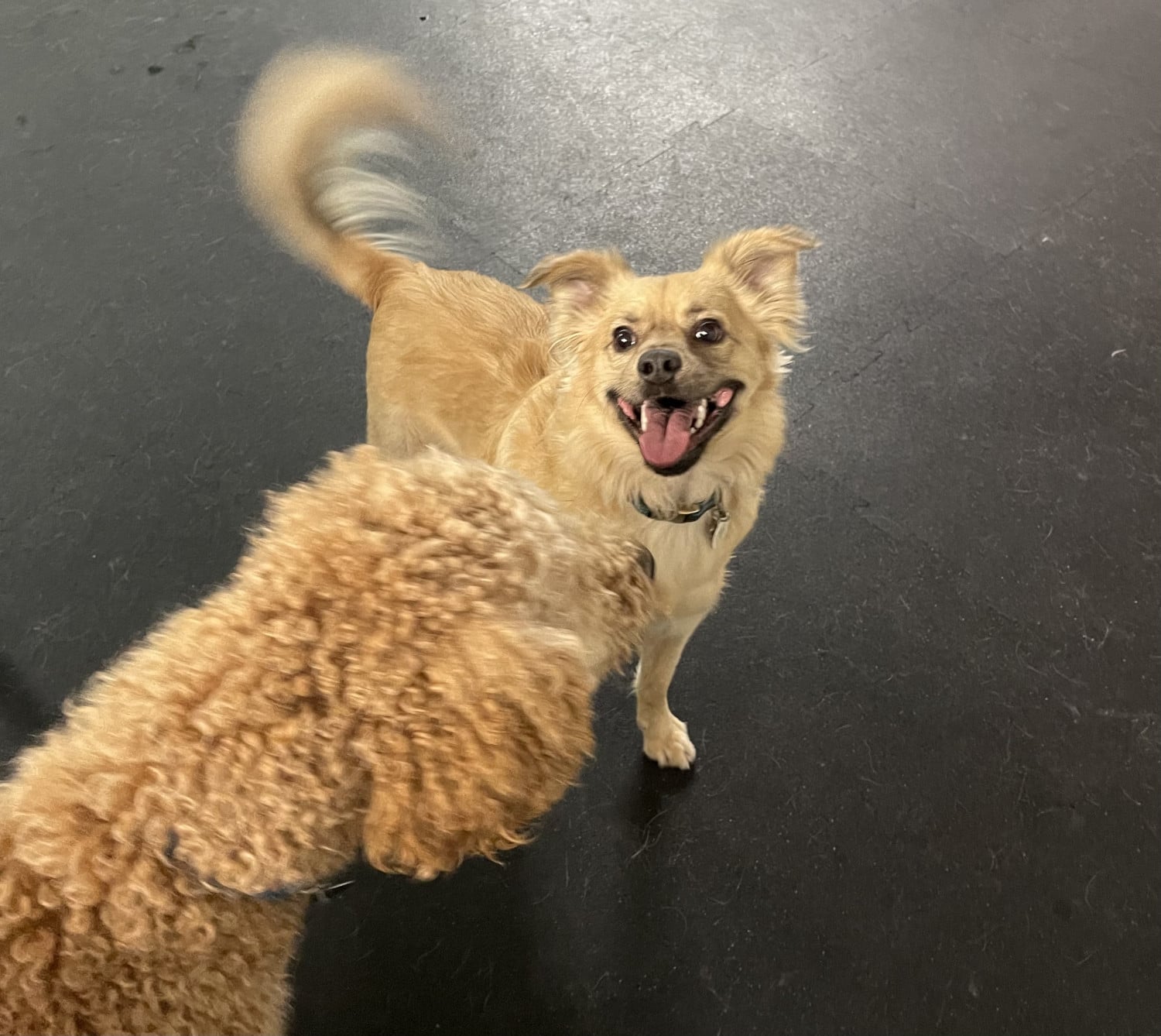 About Simi Valley Pet Resort And Spa about-simi-valley-pet-resort-and-spa