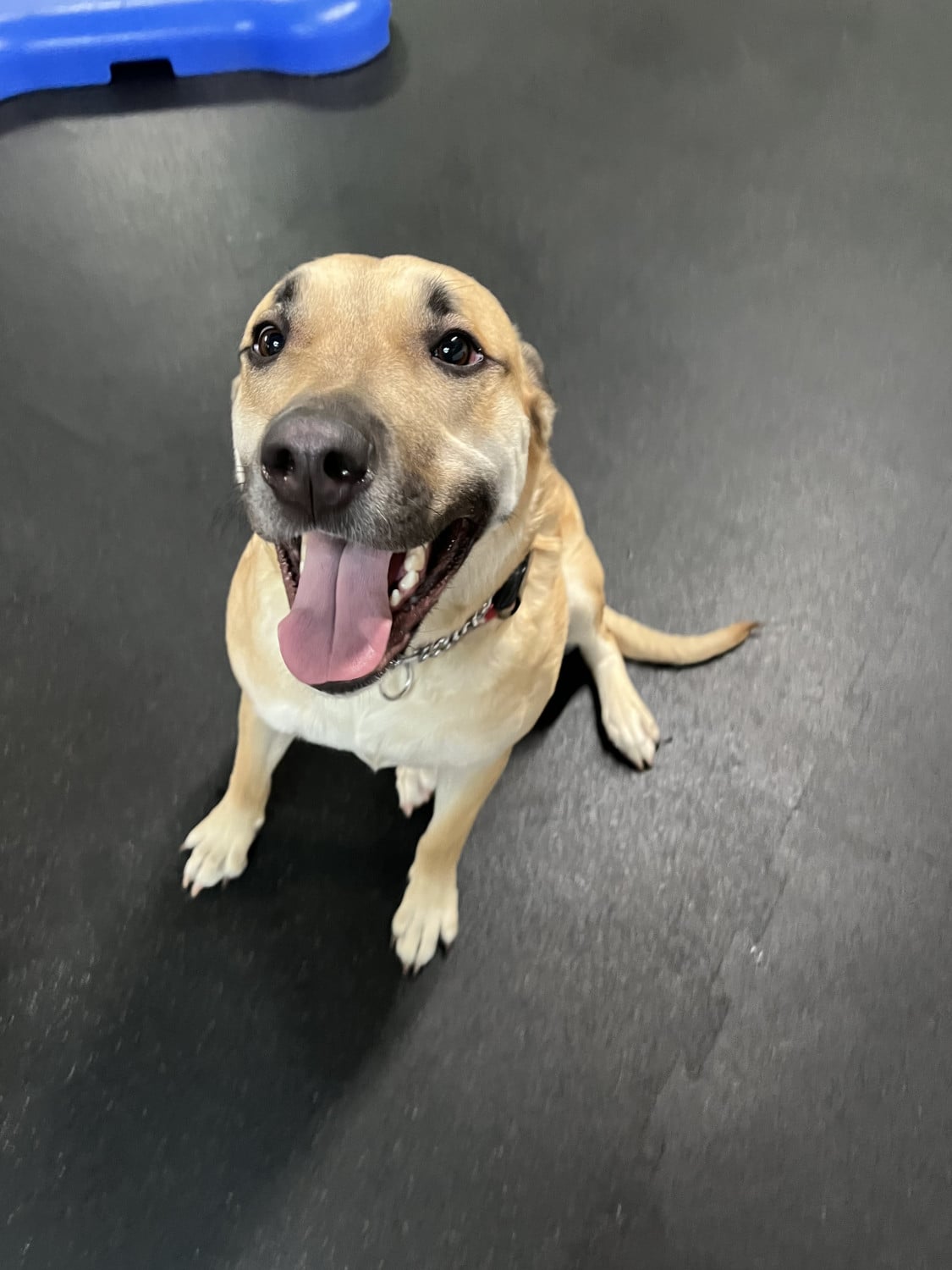 Grooming Simi Valley Pet Resort and Spa