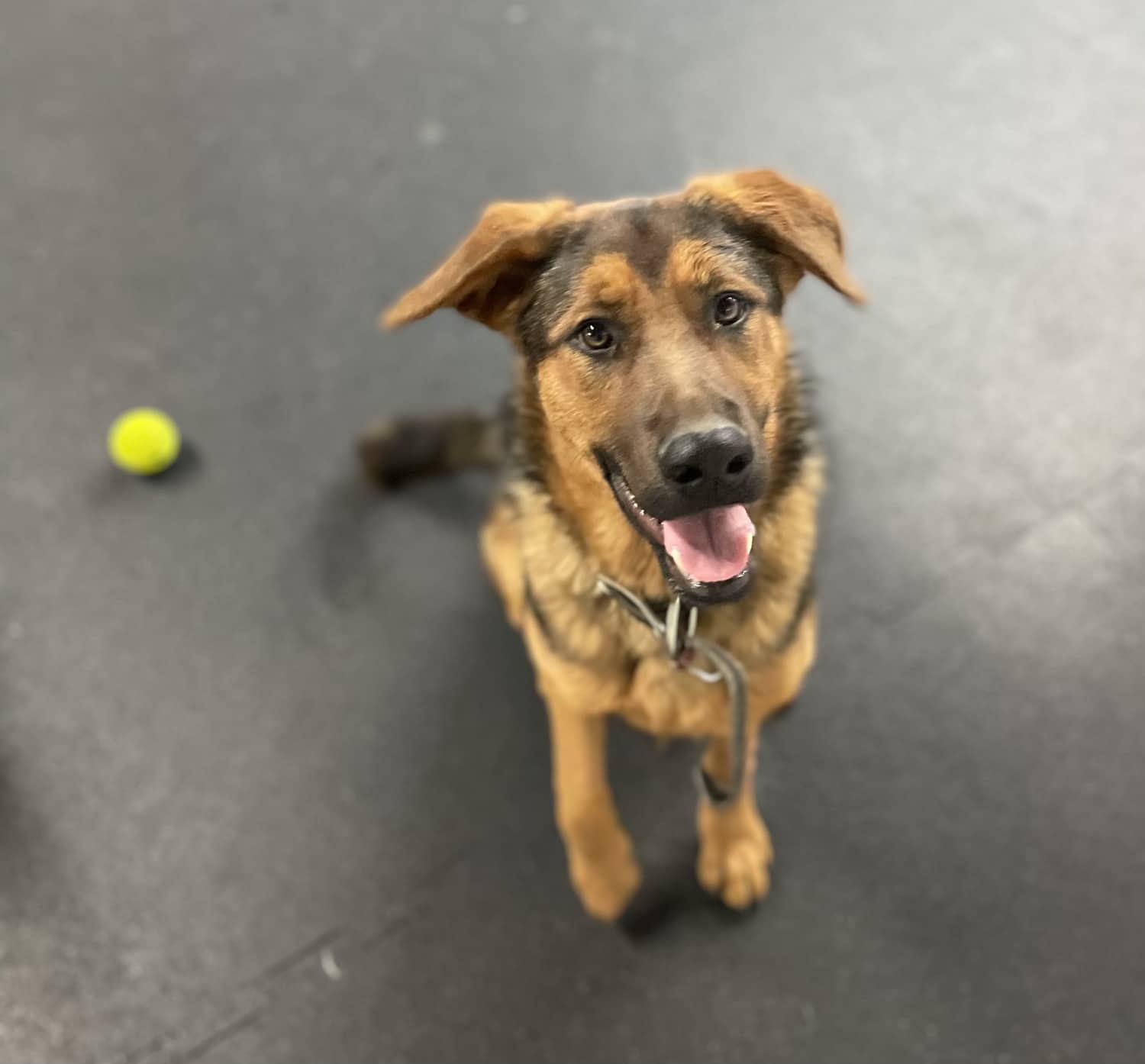 Grooming Simi Valley Pet Resort and Spa