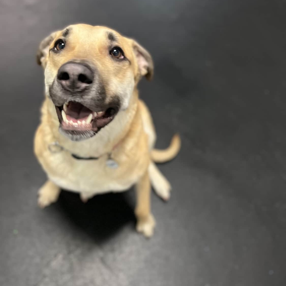 Grooming Simi Valley Pet Resort and Spa