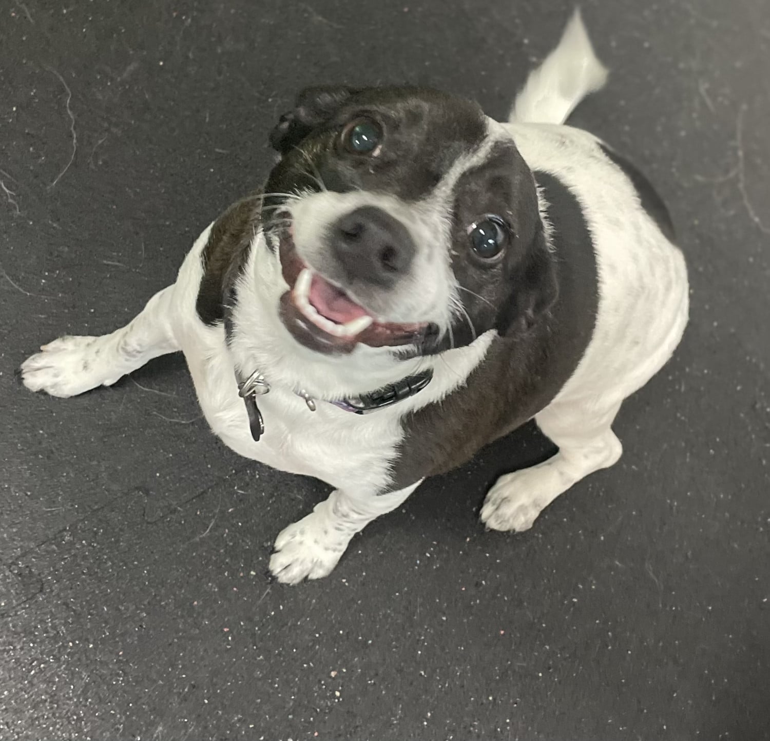 About Simi Valley Pet Resort And Spa about-simi-valley-pet-resort-and-spa