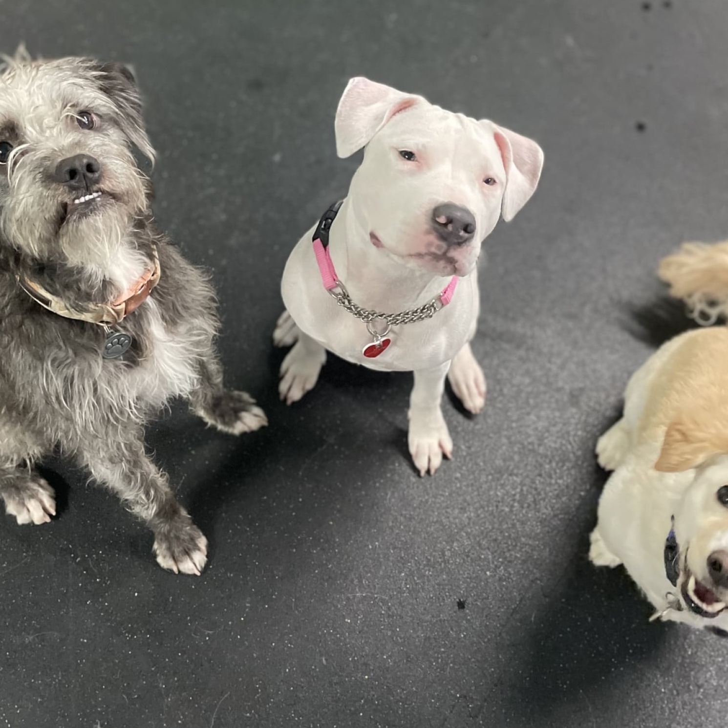 About Simi Valley Pet Resort And Spa about-simi-valley-pet-resort-and-spa